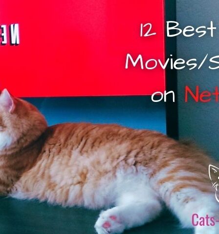12 best cat movies on netflix