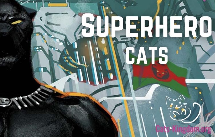 superhero cats