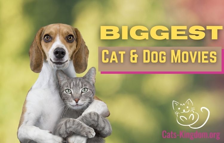 best cat and dog movies