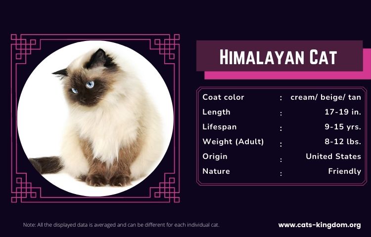 Himalayan Cat from Meet the fockers