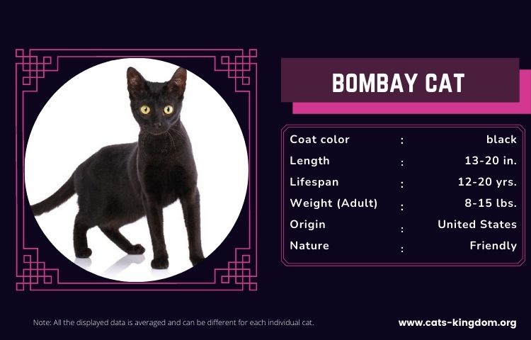 Bombay cat info
