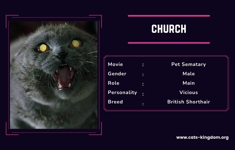 church pet sematary cat