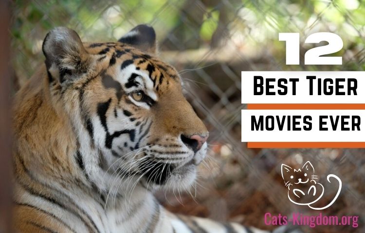 12 best tiger movies