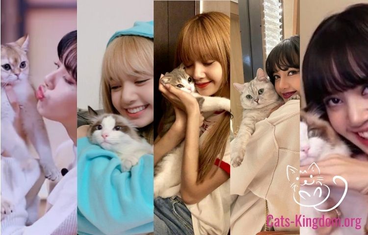 blackpink lisa cats