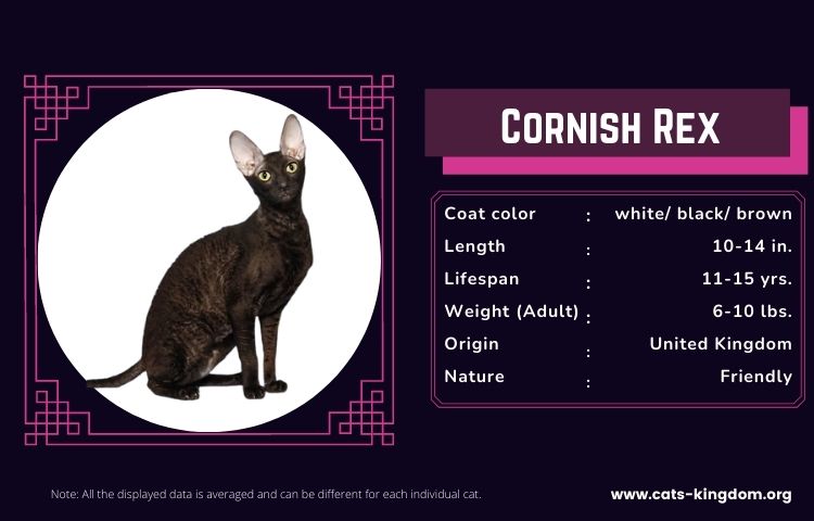 cornish rex breed info