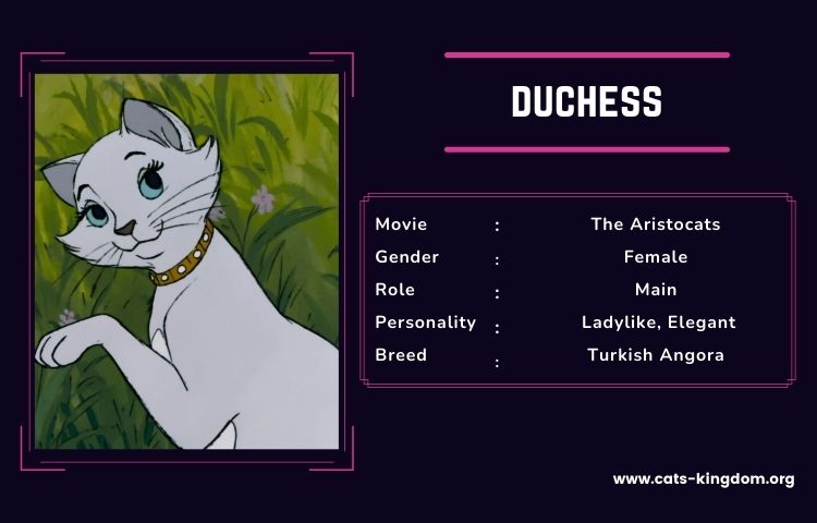 Duchess cat
