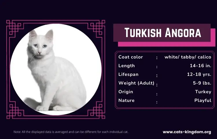 turkish angora breed bio