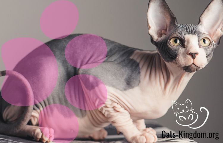 5 Cat Breeds with No Hair - Cats-Kingdom