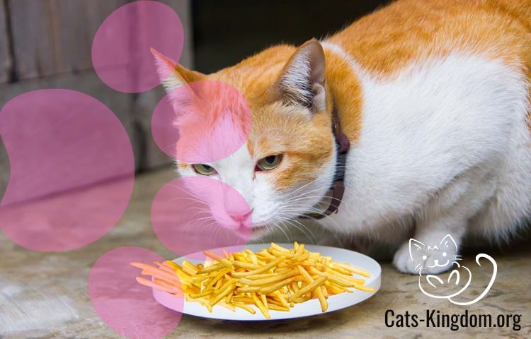 can cats eat french fries with salt