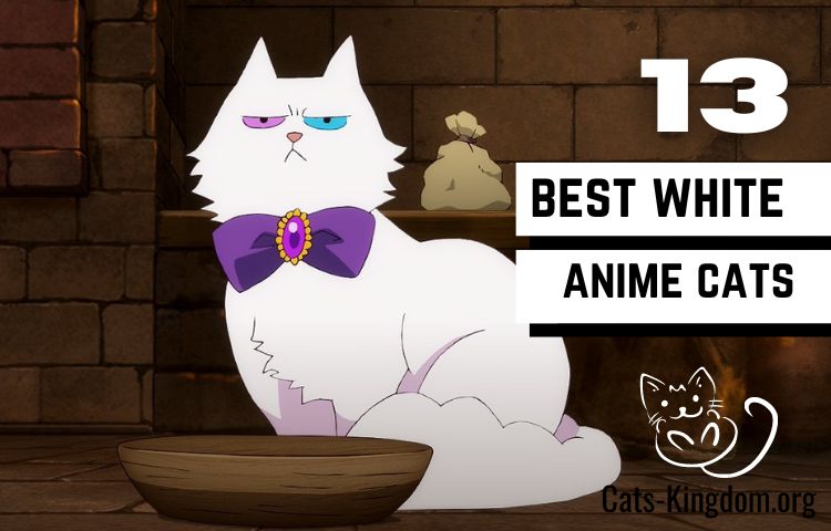 Details 55 white cat anime latest  incdgdbentre